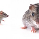 Alerta por la aparición plagas de ratas gigantes inmunes al veneno