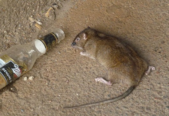 Ratas en Montilla Córdoba