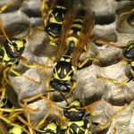 Plan de urgencias en Sevilla para acabar con las avispas y abejas de la ciudad