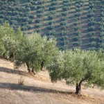 Una plaga de insectos en Italia una de las causas que dispara el precio del aceite de oliva.