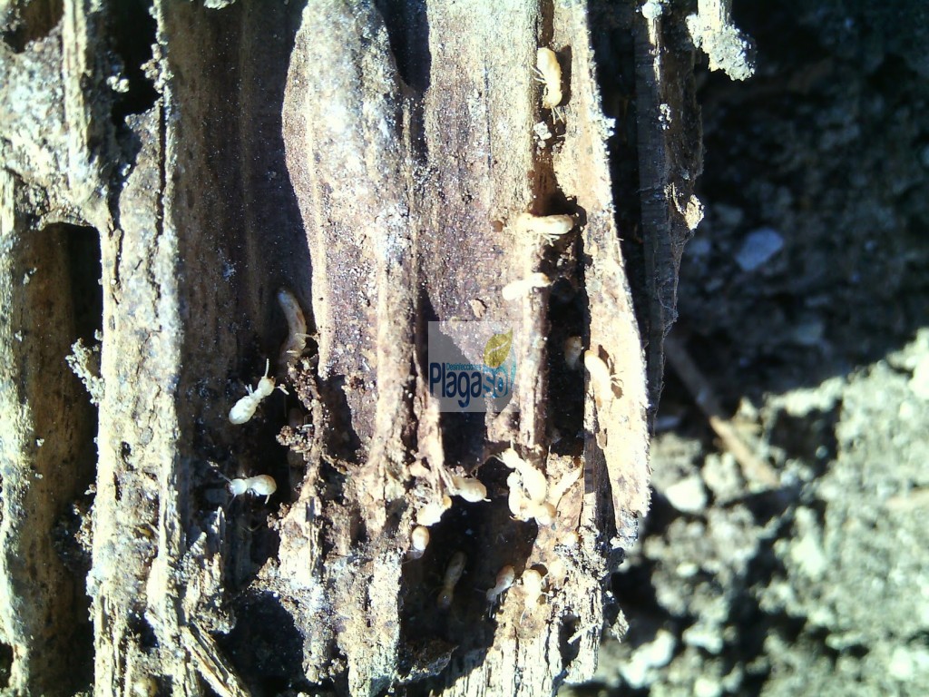 Plaga de termitas en la madera