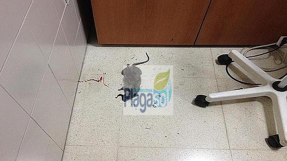 Imagen de la rata muerta en el centro de salud de Lucena.