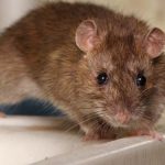 Eliminar ratas en Écija