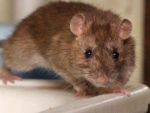 Eliminar plaga de ratas