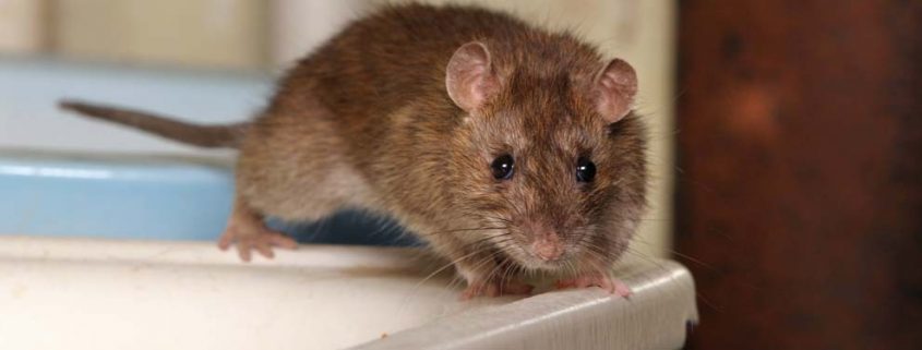 Eliminar plaga de ratas