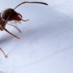 Fumigar Hormigas.  10 Consejos para acabar con las Hormigas