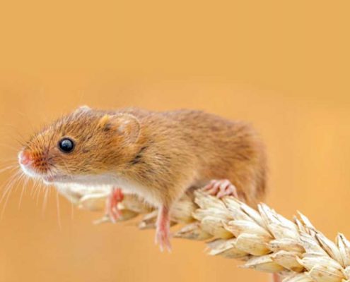 Control de Plagas de Ratas / roedores
