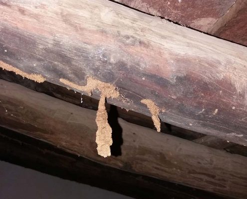 Techos infectados de termitas