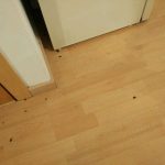 Plaga de cucarachas muertas tras tratamiento de desinsectación en vivienda particular en Sevilla