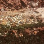 Termitas encontradas en Casa señorial del centro de Écija