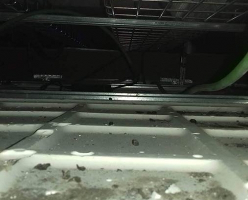 Falso techo con excrementos y restos de ratas