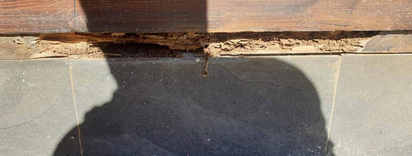 Plaga de termitas en casa rural de la Sierra Norte de Sevilla1