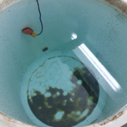 Trabajo de Limpieza de y desinfección de depósitos de agua de consumo humano en vivienda residenciales de Sevilla.